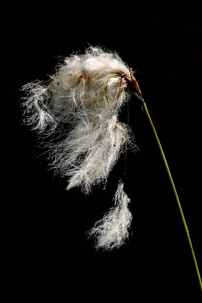 Karahindiba Tarla Yaban Güllesi Çiçeği — Stok fotoğraf