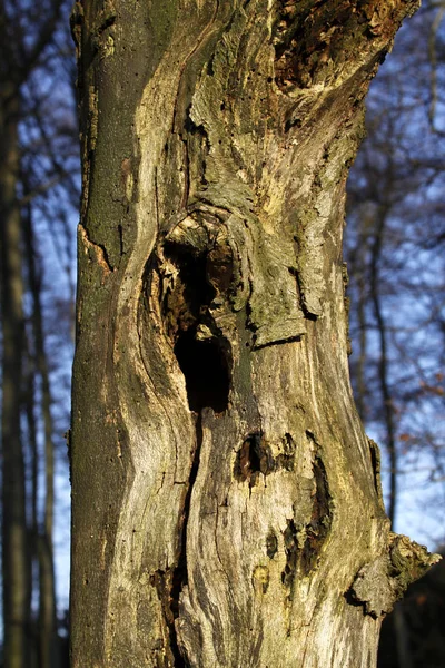 Гнезда Мертвом Дереве — стоковое фото