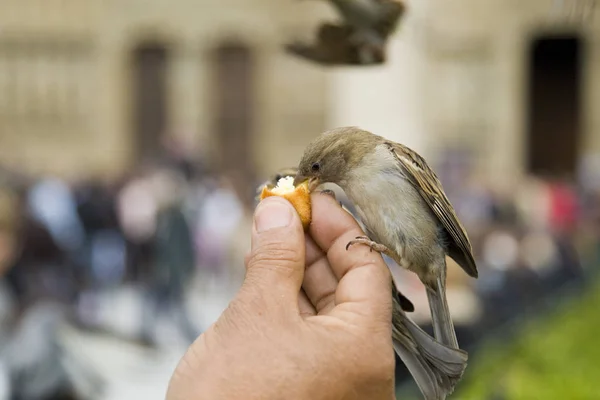 Vedere Pitorească Drăguț Vrabia Pasăre — Fotografie, imagine de stoc