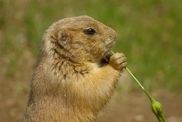 Animales Diferentes Enfoque Selectivo — Foto de Stock