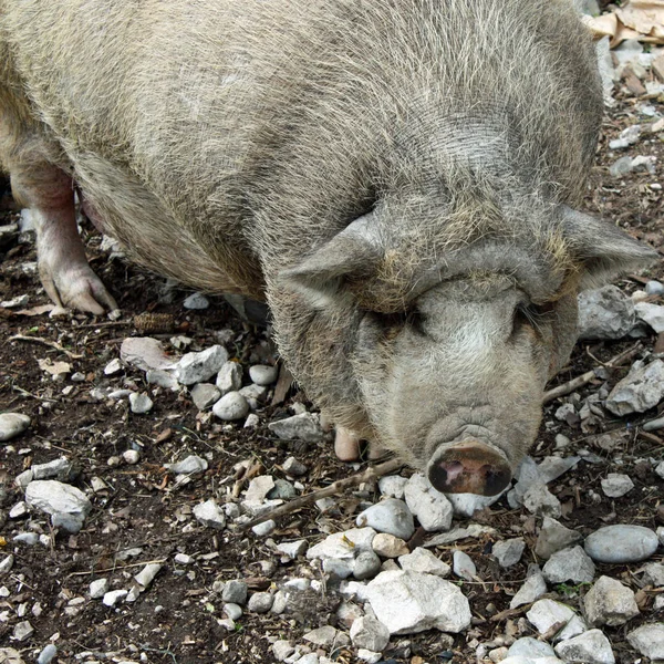 Animaux Domestiques Dans Les Pâturages Agricoles — Photo