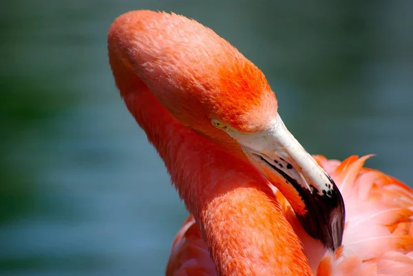 Живописный Вид Красивую Птицу Природе — стоковое фото