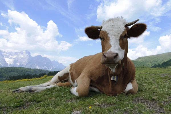 Vaca Montanha — Fotografia de Stock
