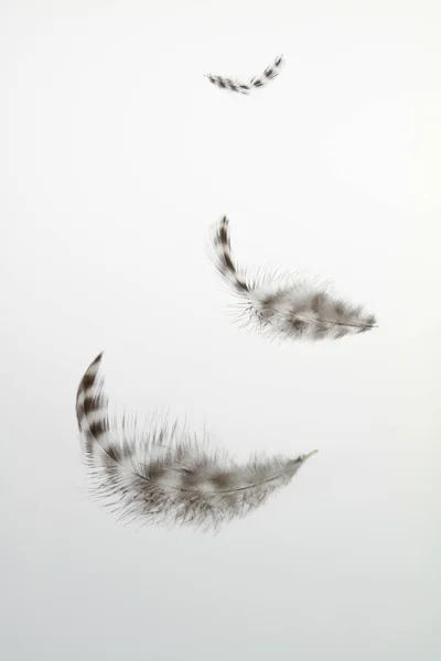 Plumas Aves Sobre Fondo Blanco — Foto de Stock