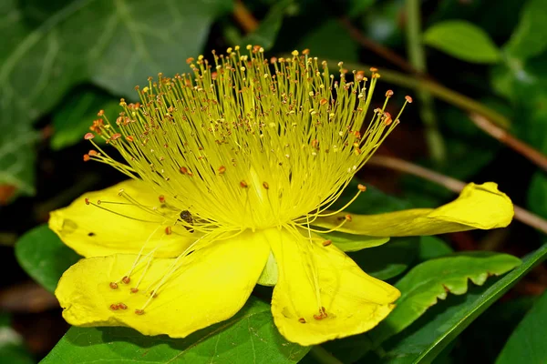 John Wort Flowering — Foto de Stock