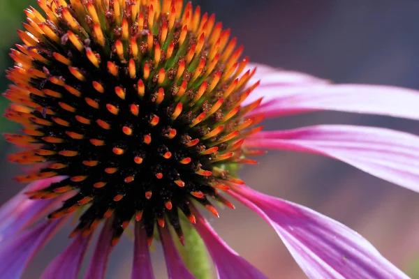 Κεφαλή Άνθους Echinacea Coneflower — Φωτογραφία Αρχείου