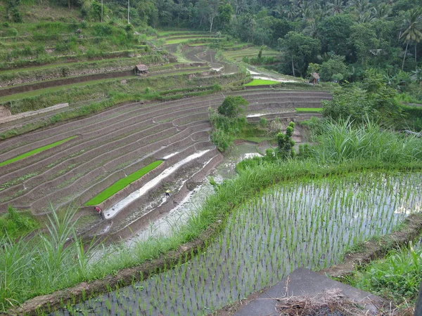 Grüne Reisfelder Landwirtschaftliche Bepflanzung — Stockfoto