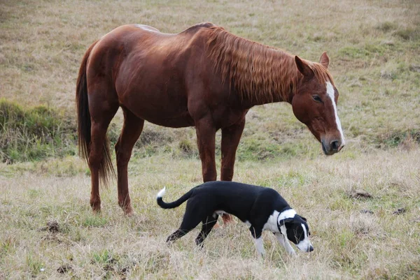 Amizade Entre Cão Cavalo — Fotografia de Stock