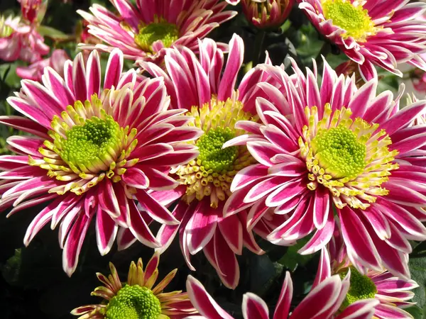 Hermosas Flores Fondo Concepto Floral — Foto de Stock