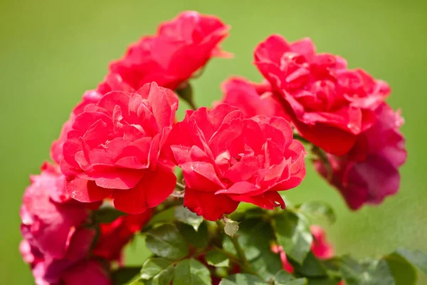 Vista Panorámica Las Flores Rojas Campo —  Fotos de Stock