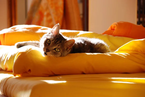 Küçük Tüylü Kedi Bıyıklı — Stok fotoğraf