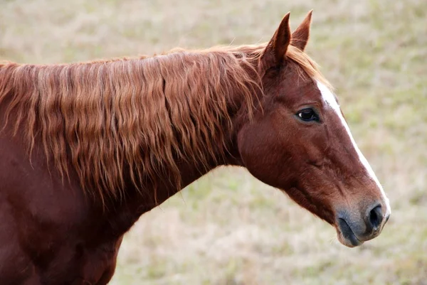 Cavalo Campo — Fotografia de Stock