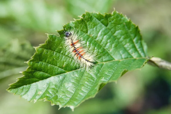 Oruga Una Hoja — Foto de Stock