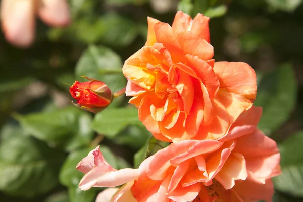 Hermosa Rosa Jardín — Foto de Stock