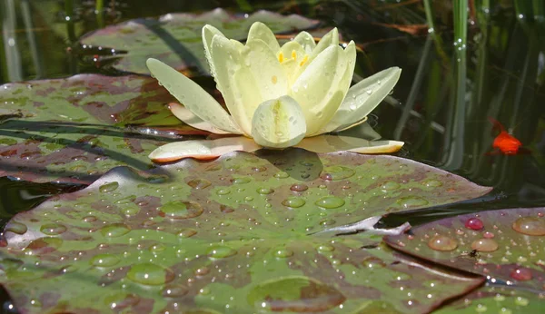 Seerosenblütenblätter Wasserpflanze — Stockfoto