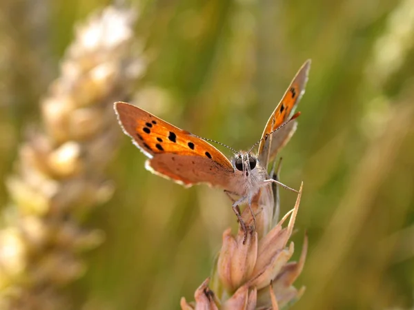 Close Bug Natureza Selvagem — Fotografia de Stock