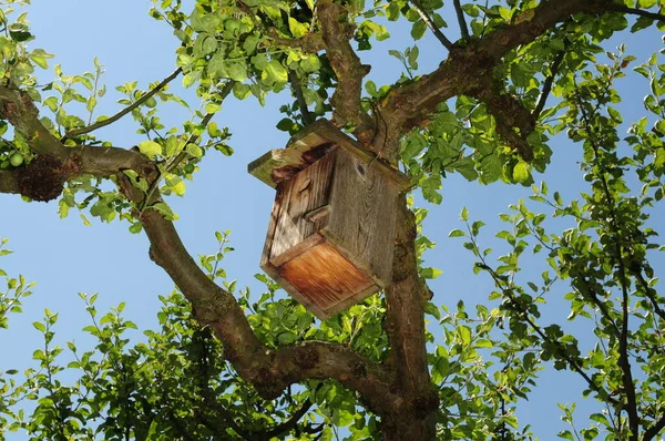 Vue Panoramique Bel Oiseau Nature — Photo