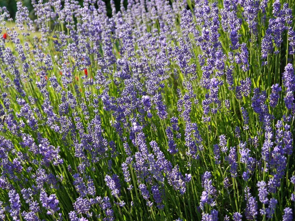 Flores Roxas Aromáticas Lavanda Violeta — Fotografia de Stock