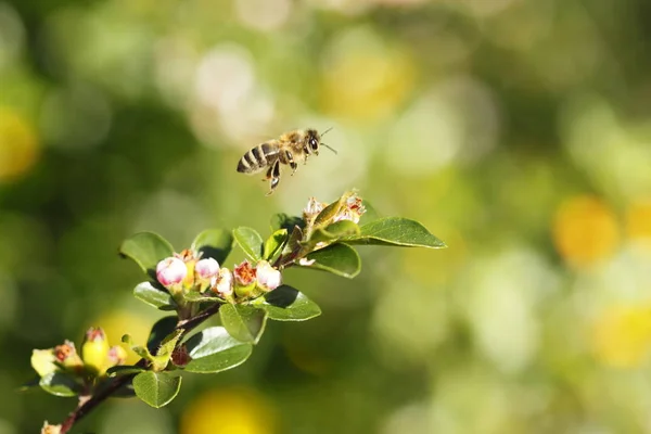 Vista Cerca Los Insectos Naturaleza — Foto de Stock