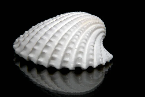 Conchiglie Marine Conchiglie Marine — Foto Stock