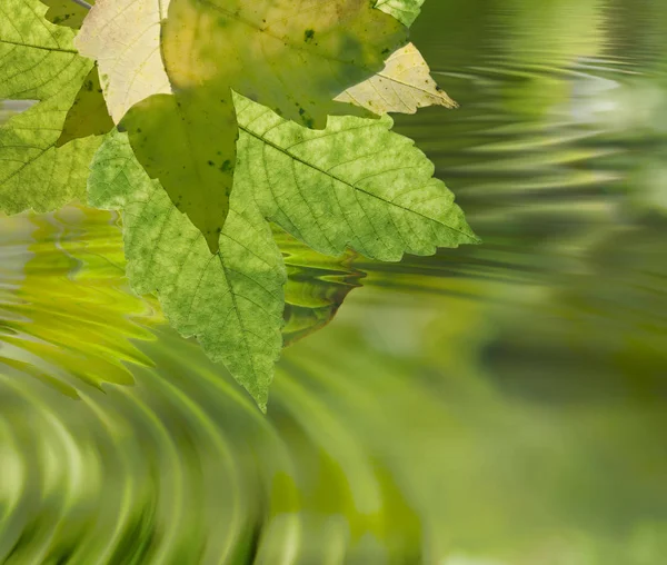 Hermoso Plano Botánico Fondo Pantalla Natural —  Fotos de Stock