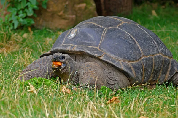 Sköldpadda Gräset — Stockfoto