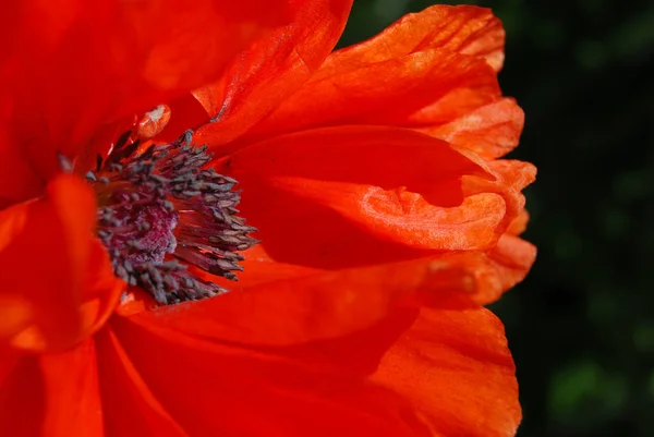 天然背景的红罂粟 — 图库照片