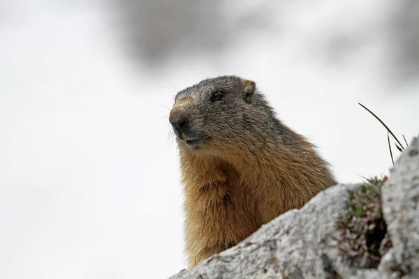 Marmota Alpina Las Montañas — Foto de Stock