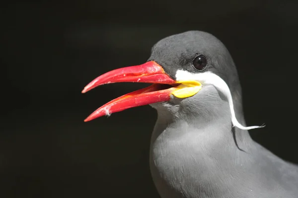 Malerischer Blick Auf Die Schöne Inka Seeschwalbe Der Natur — Stockfoto