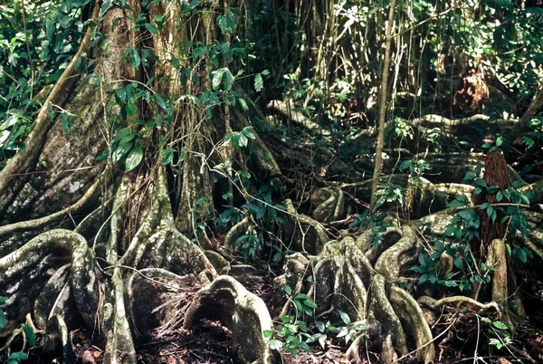 Raíces Plantas Tropicales Bosque — Foto de Stock