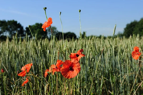 Weide Zomer Met Rode Klaprozen — Stockfoto