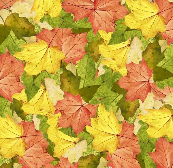 Autumn Leaves Background Close — Stock Photo, Image