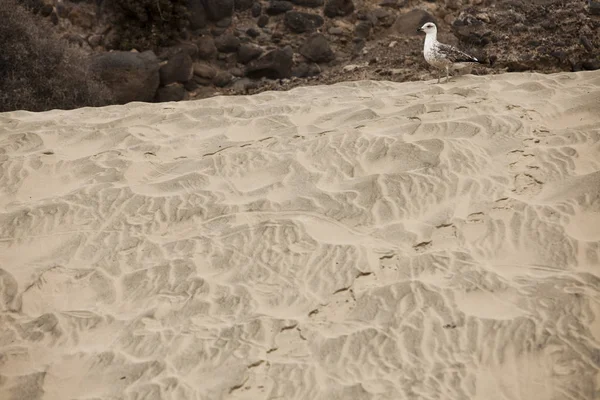 Impressie Strand Fuerteventura — Stockfoto