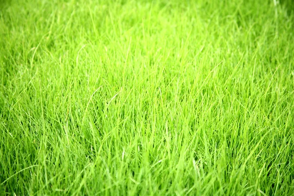 緑の草の背景を閉じて — ストック写真