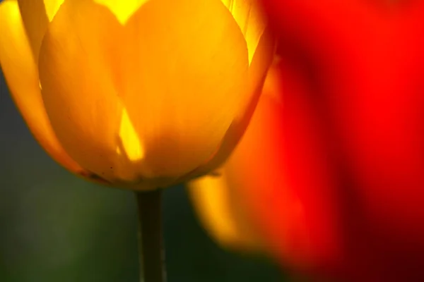 Tulpenblüten Auf Der Wiese Flora Frühling — Stockfoto