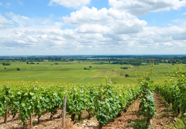 Aanplant Van Wijngaarden Landbouw — Stockfoto