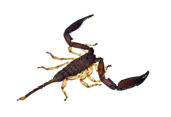 Duży Skorpion Izolowany Ponad Białym — Zdjęcie stockowe