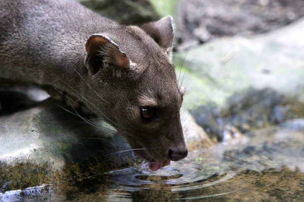 動物園での動物の閉鎖 — ストック写真