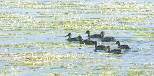 Bild Der Entenfamilie — Stockfoto