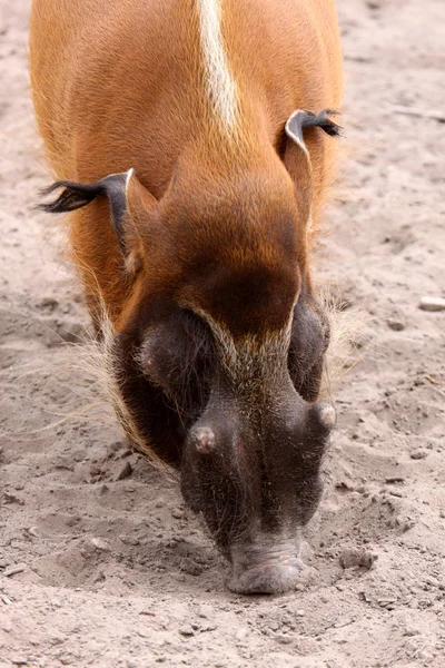 Primer Plano Los Animales Zoológico — Foto de Stock