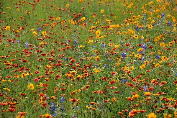 Frühlingswiese Texas — Stockfoto