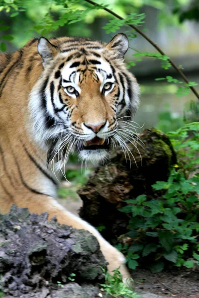 Poderoso Predador Wildcat Animal Tigre Listrado — Fotografia de Stock