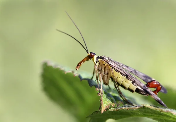 Close Van Een Insect Wilde Natuur — Stockfoto