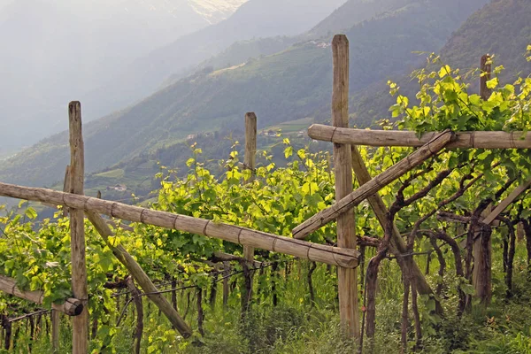 Weinbau Südtirol — Stockfoto