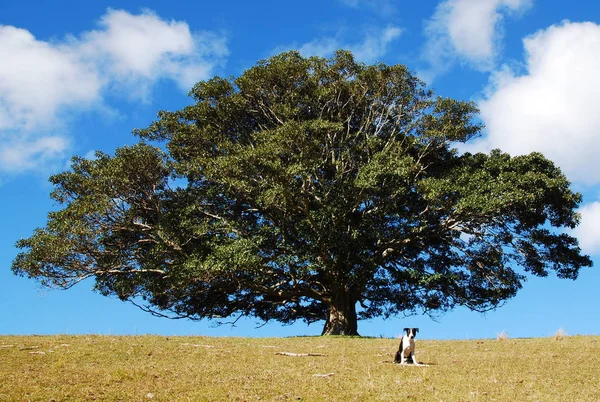 Árvore Verde Com Cão Campo — Fotografia de Stock