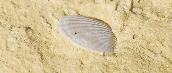 グロビリーナ ロックの貝は — ストック写真
