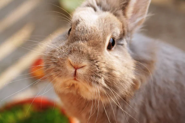 Cute Bunny Closeup Shot — Stock Photo, Image