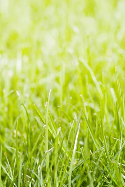 Зеленый Фон Травы Флора — стоковое фото