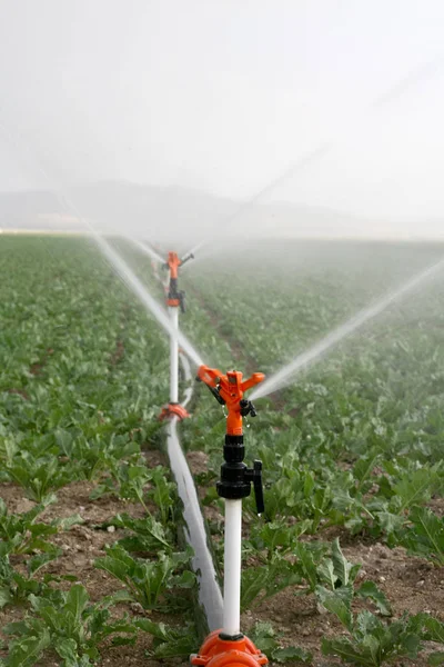 Aspersores Irrigação Regam Campo Fazenda Contra Final Tarde — Fotografia de Stock