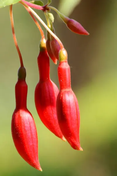 Olika Blommor Selektivt Fokus — Stockfoto